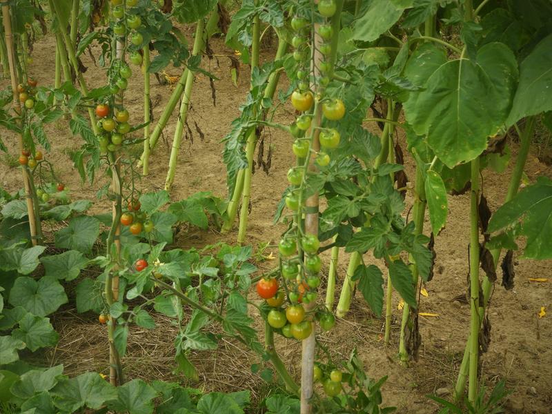 Zrównoważone metody uprawy roślin