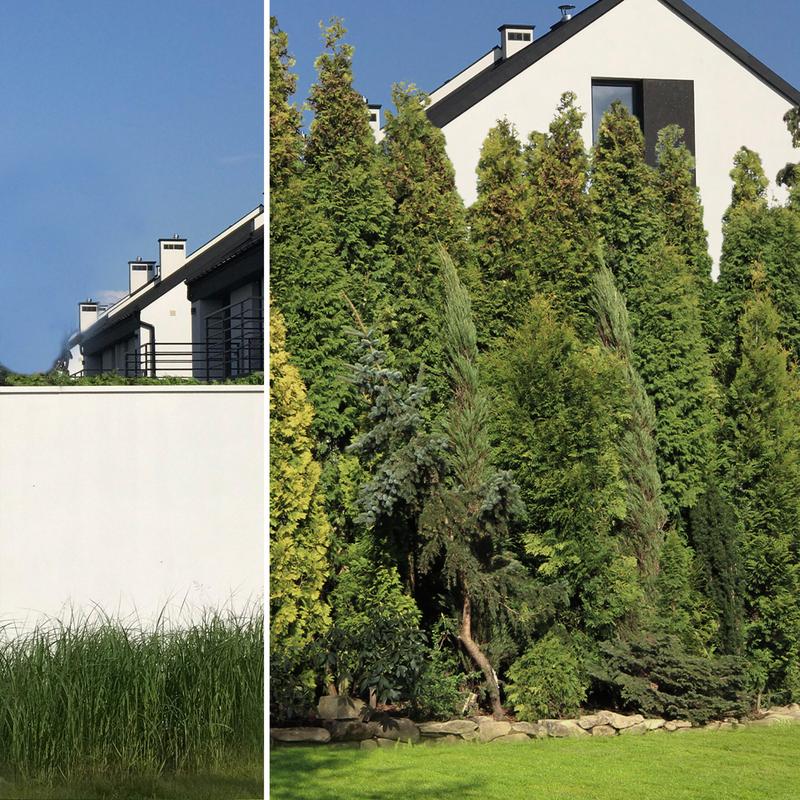 Rośliny jako naturalna osłona